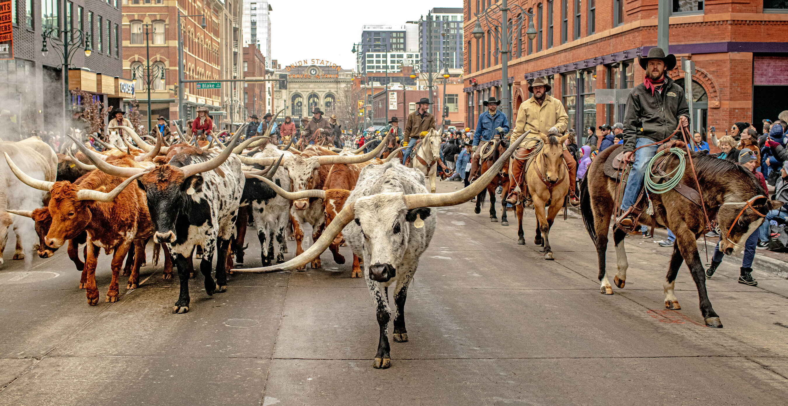 National Western Stock Show & Rodeo Parade Returns to Denver